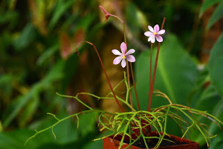 B. pteridoides